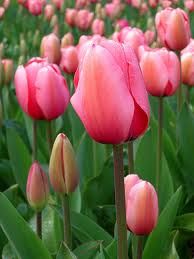 tulipan3.jpg