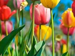 tulipanok2.jpg